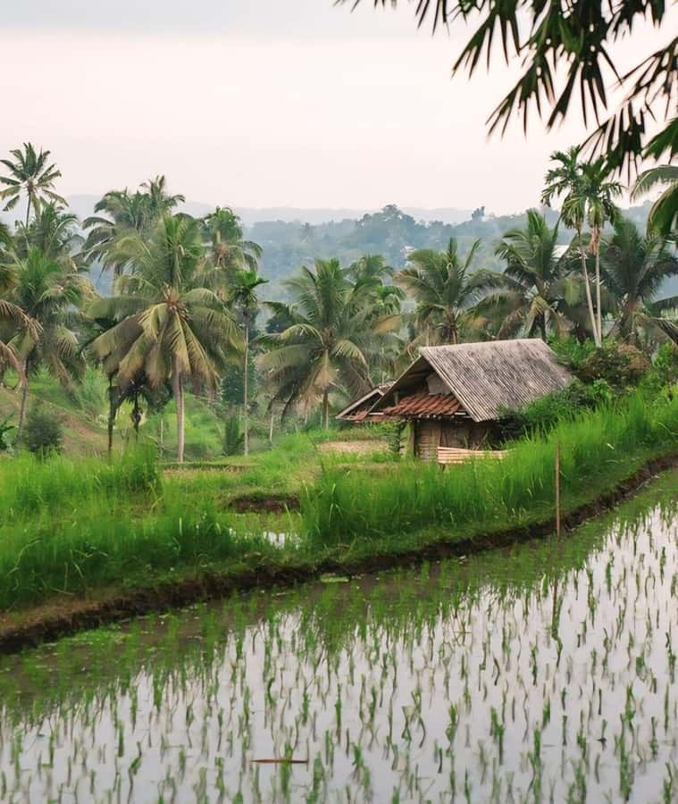 Tetebatu : Waterfall, Rice Fields & Monkey Forest Full day - What the $86 price covers