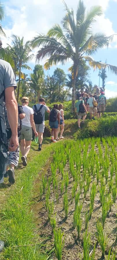 Tetebatu: Waterfalls, Spices, Rice Terrace, Monkey forest - Key points to know before you go