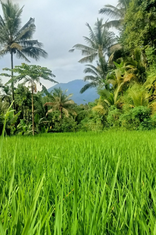 Tetebatu: Waterfalls, Spices, Rice Terrace, Monkey forest - Bamboo craft and village skills
