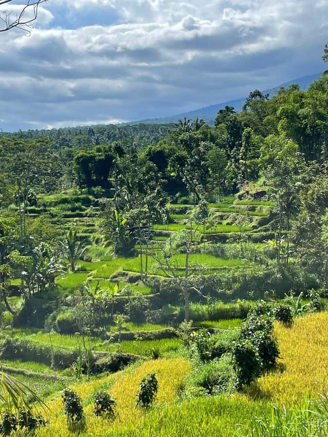 Tetebatu: Waterfalls, Spices, Rice Terrace, Monkey forest - Guides who shape the experience