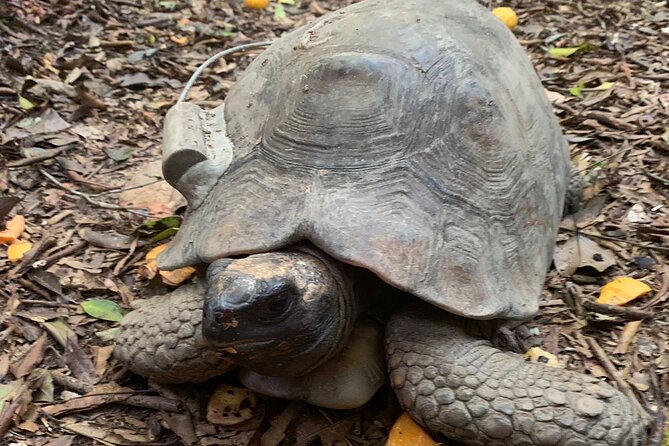 Tijuca Forest Hike - Waterfalls & Caves, Nature & Wild Life! - The Caves Trail brings in rock and shadow
