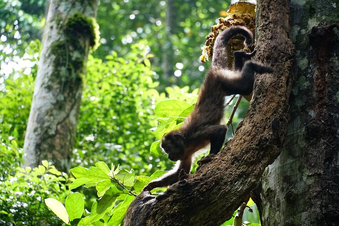 Tijuca Forest Hike - Waterfalls & Caves, Nature & Wild Life! - What you are paying for at $69.59