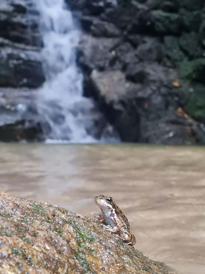 Tijuca Rain Forest - Adventure through Waterfalls & Caves - From Rio hotels to a reforested urban jungle