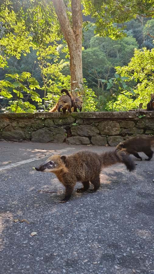 Tijuca Rain Forest - Adventure through Waterfalls & Caves - What to pack for five active hours