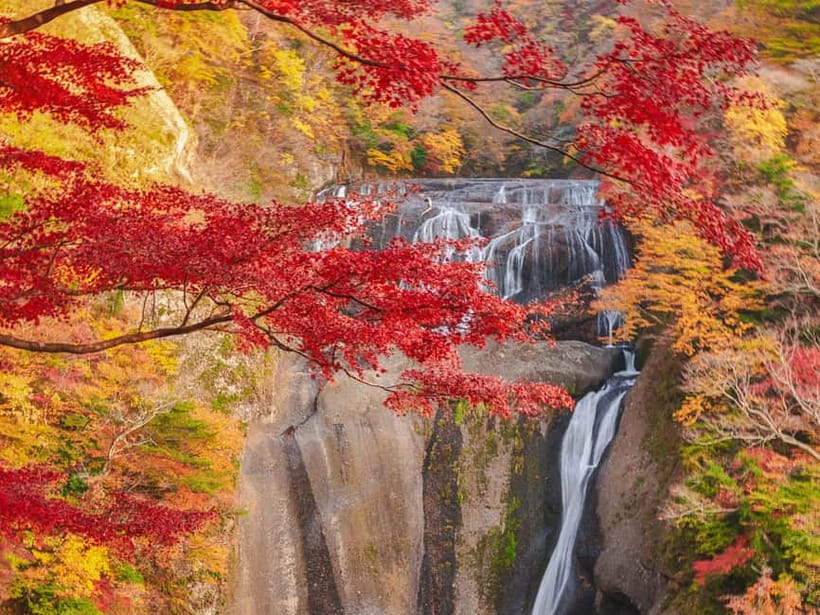 Tokyo: Spring Hitachi Seaside & Ashikaga Flower Park Tour - Key points at a glance