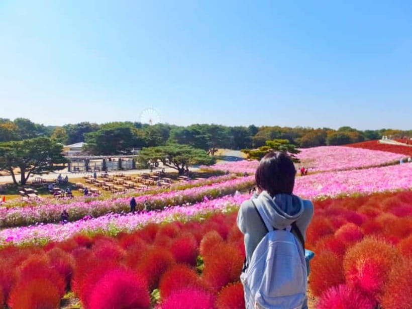 Tokyo: Spring Hitachi Seaside & Ashikaga Flower Park Tour - Why this spring day trip earns your time