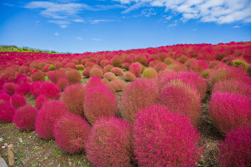 Tokyo: Spring Hitachi Seaside & Ashikaga Flower Park Tour - Mibu Michi no Eki for food and a quick break