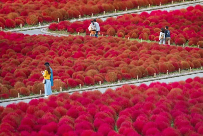 Tokyo: Spring Hitachi Seaside & Ashikaga Flower Park Tour - The tour’s strongest practical advantage
