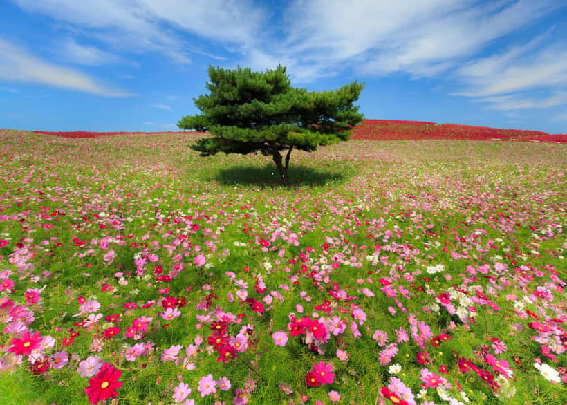 Tokyo: Spring Hitachi Seaside & Ashikaga Flower Park Tour - Where the tour may frustrate you