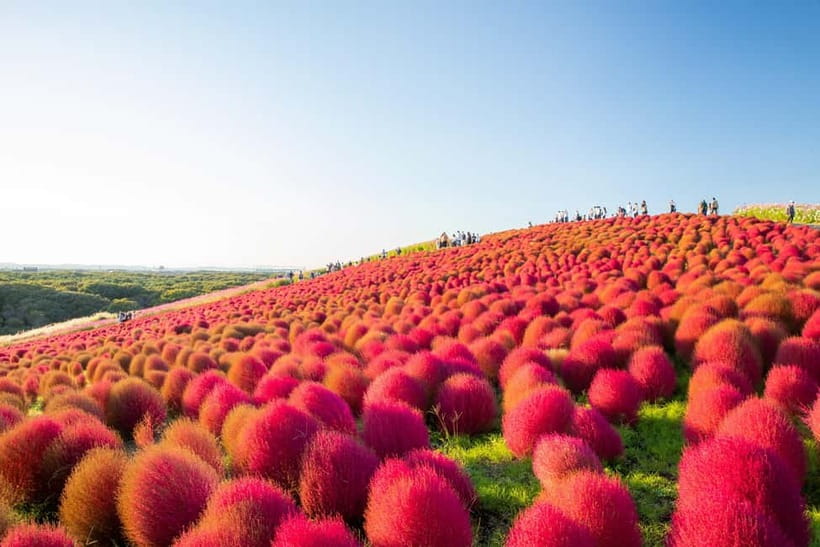 Tokyo: Spring Hitachi Seaside & Ashikaga Flower Park Tour - Leaving Tokyo from Shinjuku or Tokyo Station