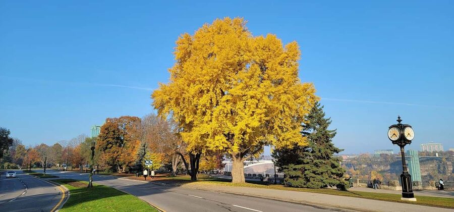 Toronto: Niagara Falls & NOTL Heritage Town Guided Day Tour - Guides can make or break the day