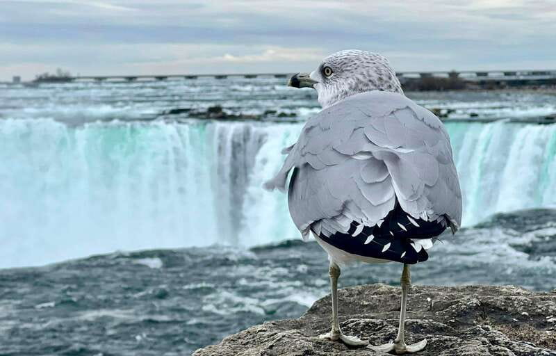 Toronto: Winter Niagara Falls Tour with Attractions Package - Why winter makes Niagara Falls worth the trip