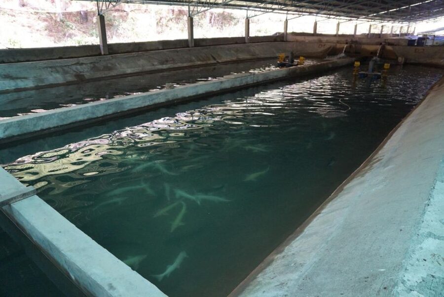 Trekking to Hidden Waterfall & Sturgeon Farm for dog-lovers - A look inside Dalat’s sturgeon farming