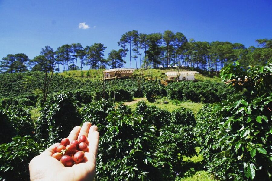 Trekking to Hidden Waterfall & Sturgeon Farm for dog-lovers - Returning to the coffee plantation