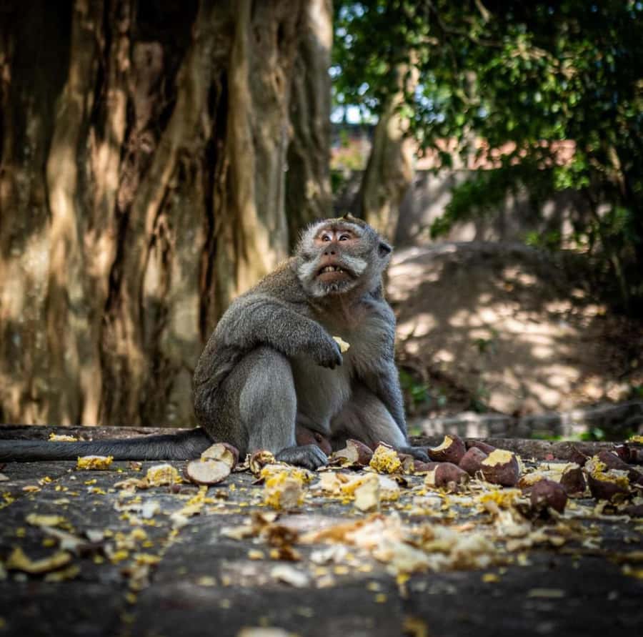 Ubud: Full-Day Rice Terrace, Monkey Forest & Waterfall - Key points at a glance