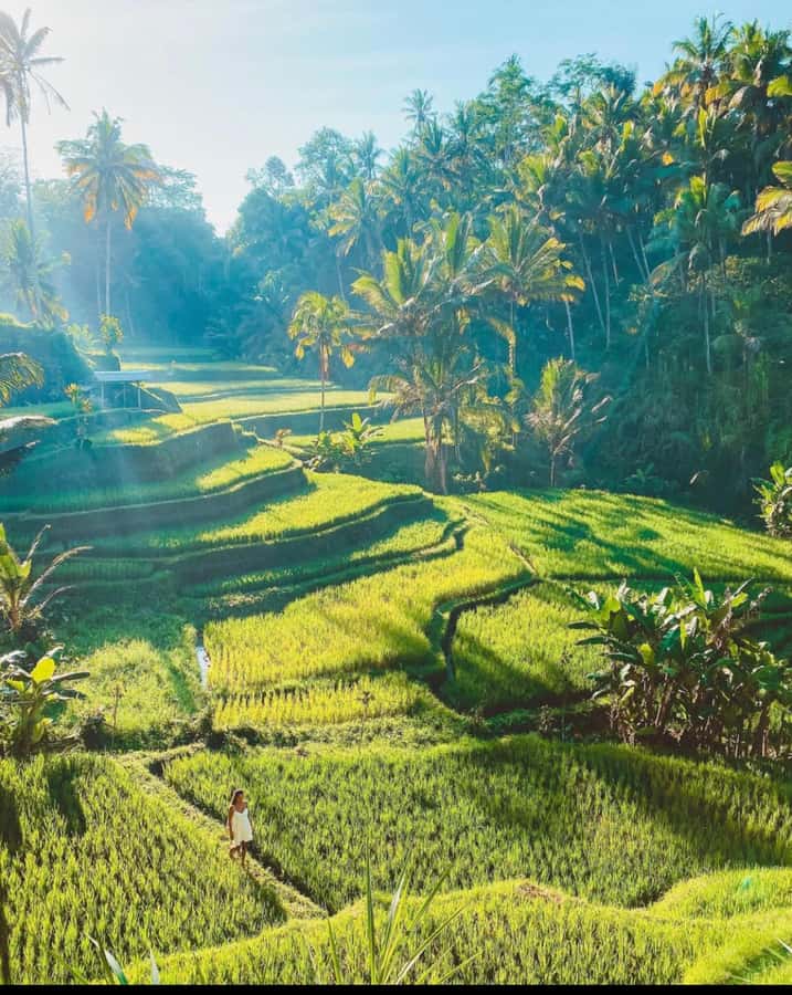 Ubud: Full-Day Rice Terrace, Monkey Forest & Waterfall - Why this route works for a first day around Ubud