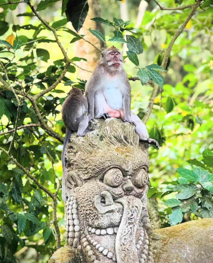 Ubud: Full-Day Rice Terrace, Monkey Forest & Waterfall - Timing, pickup areas, and the real length of the day