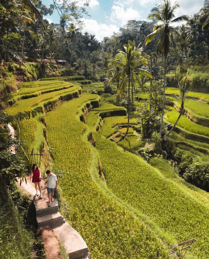 Ubud: Full-Day Rice Terrace, Monkey Forest & Waterfall - Sacred Monkey Forest, where nature meets nerves