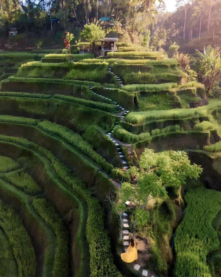 Ubud: Private Scenic Waterfalls and Rice Terraces Tour - Tegalalang Rice Terrace: a slower finish