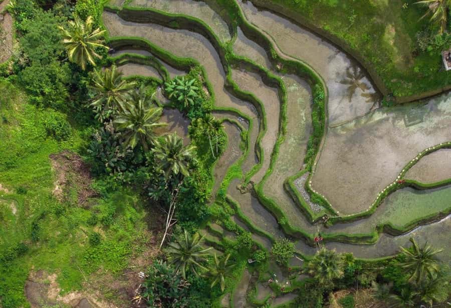 Ubud: Rice Terrace, Holy Water Temple & Waterfalls Trek Tour - What the $33 price really covers