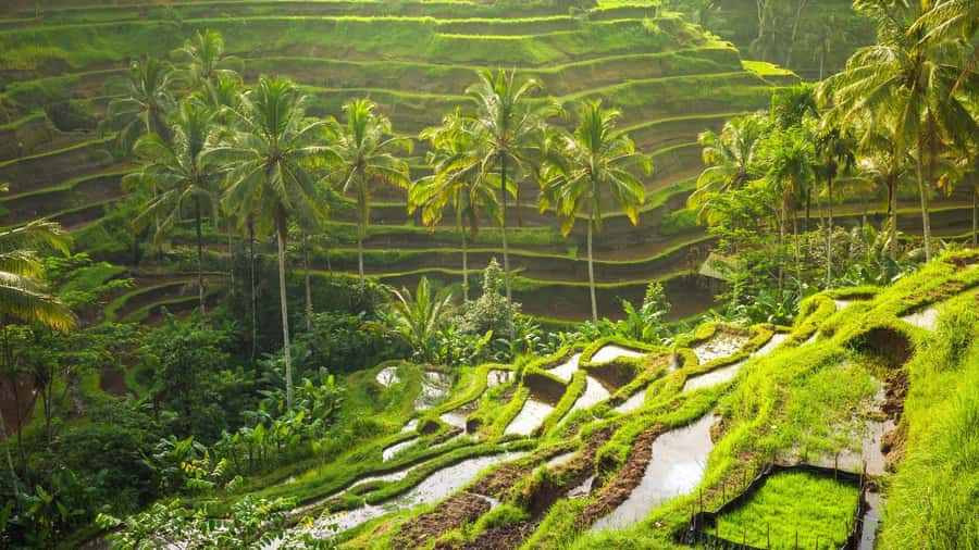 Ubud: Rice Terrace, Holy Water Temple & Waterfalls Trek Tour - Ceking Rice Terrace: the scenic opening stop