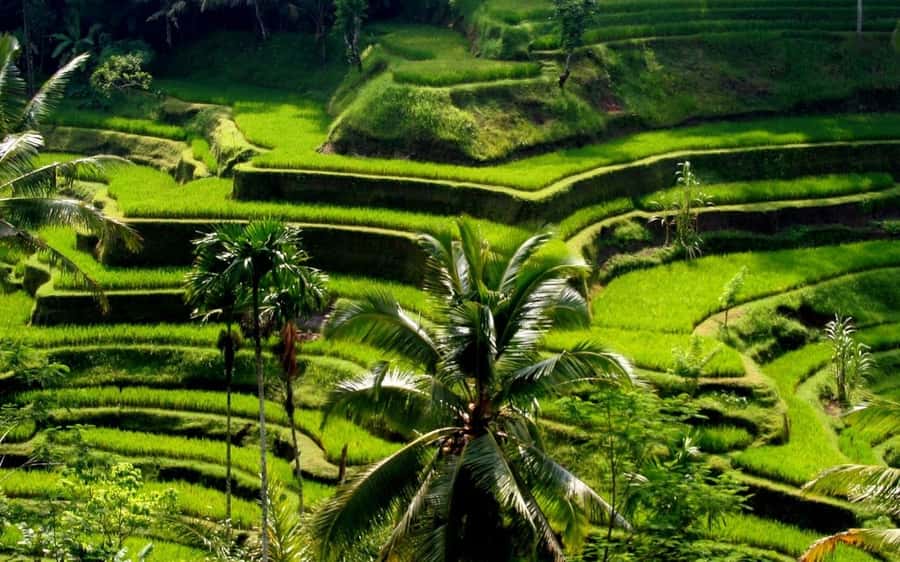 Ubud: Rice Terrace, Waterfall, & Elephant Cave - Why this central Bali route works