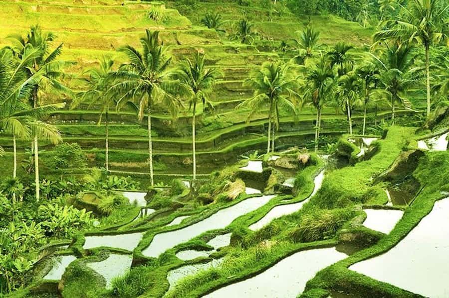 Ubud: Rice Terrace, Waterfall, & Elephant Cave - Who should book this experience?