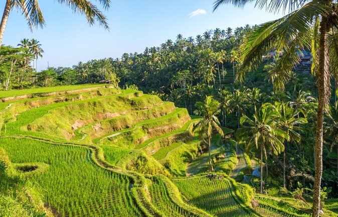 Ubud Top Attractions: Waterfalls, Temples and Rice Terraces - What the $39 Ubud day covers
