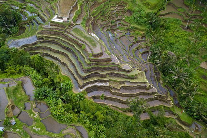 Ubud Top Attractions: Waterfalls, Temples and Rice Terraces - D Alas Warung makes lunch part of the view