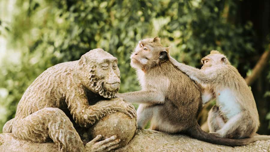 Ubud: Waterfall, Rice Terraces & Monkey Forest Private Tour - Private vehicle, guide quality, and group size