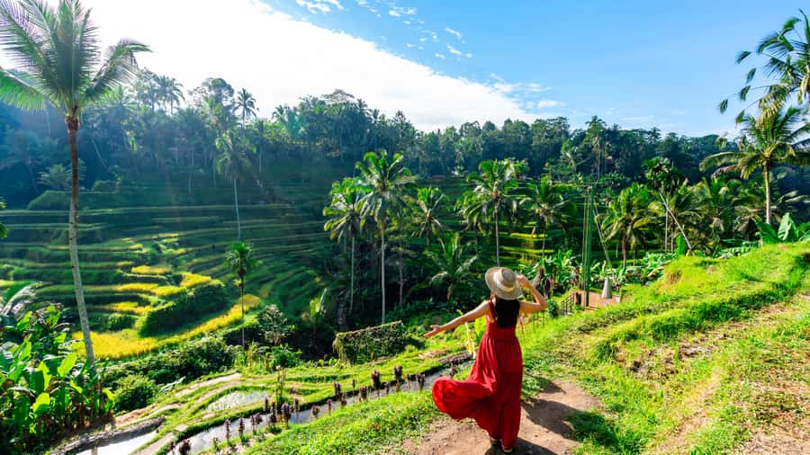 Ubud: Waterfall, Rice Terraces & Monkey Forest Private Tour - The coffee plantation and Luwak coffee question