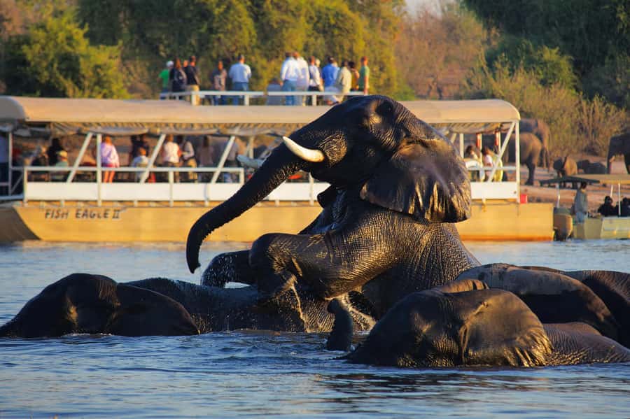 Victoria Falls: Chobe National Park Day Trip with Lunch - Key points to know before booking