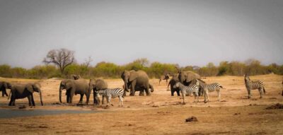 Victoria Falls: Chobe National Park Day Trip with Lunch