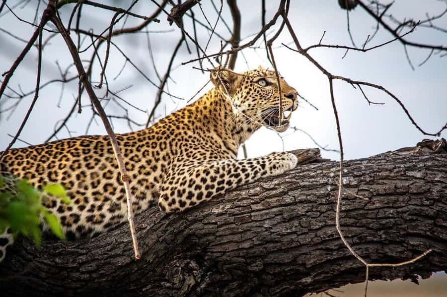 Victoria Falls: Chobe National Park Day Trip with Lunch - How the timing and group arrangements affect the day