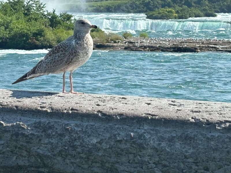 Walking Tour of Niagara Falls Canada and Hornblower Boat - Booking flexibility and cancellation