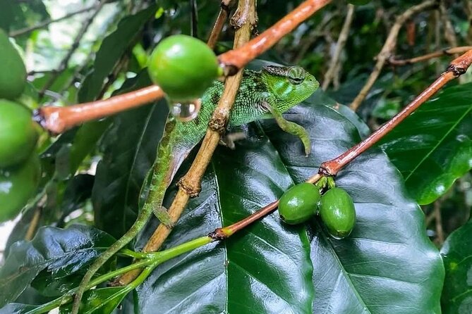 Waterfall, coffee tour & hot springs - lunch and drinks included - Learning coffee from bean to cup