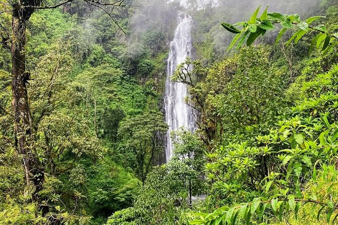Waterfall, coffee tour & hot springs - lunch and drinks included - What is included for $99