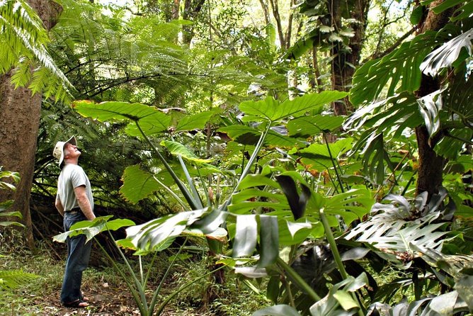 Waterfall & Rainforest Hiking Adventure with Hotel Pickup - Key points at a glance