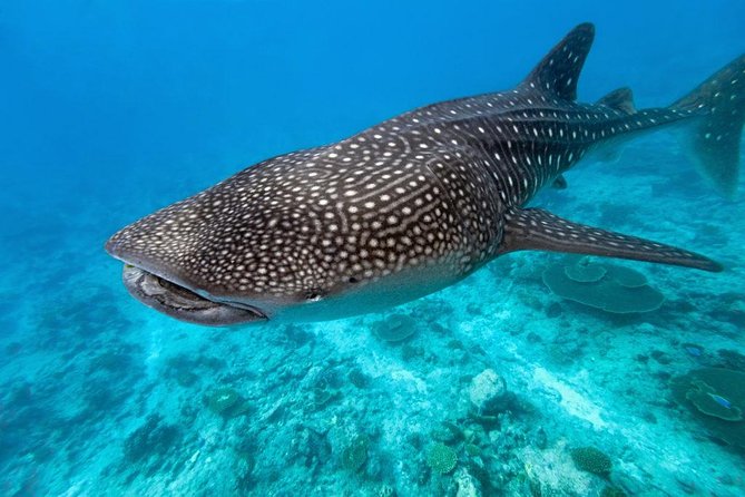 Whale Shark Encounter and Sumilon Sandbar with Kawasan Falls - Sumilon Sandbar gives the day breathing room