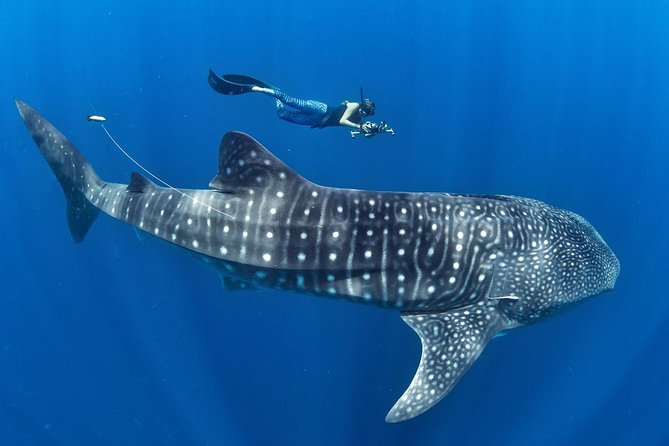 Whale Shark Encounter & Sumilon Sandbar & Canyoneering in Kawasan Falls - Swimming with whale sharks at Oslob