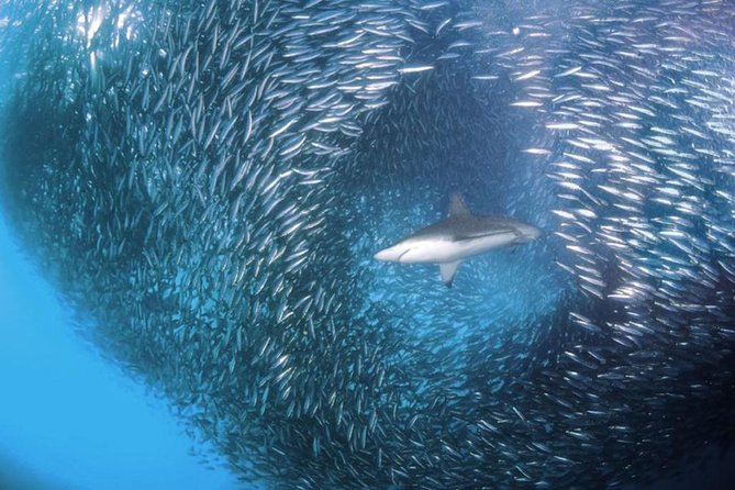 Whale Shark & Tumalog Falls & Sumilon Sandbar & Pescador Island with Sardines - Sumilon Sandbar and the limits of the timetable