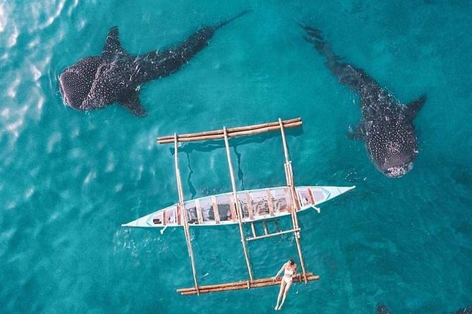 Whale Shark & Tumalog Falls & Sumilon Sandbar & Pescador Island with Sardines - Pescador Island and the underwater finale