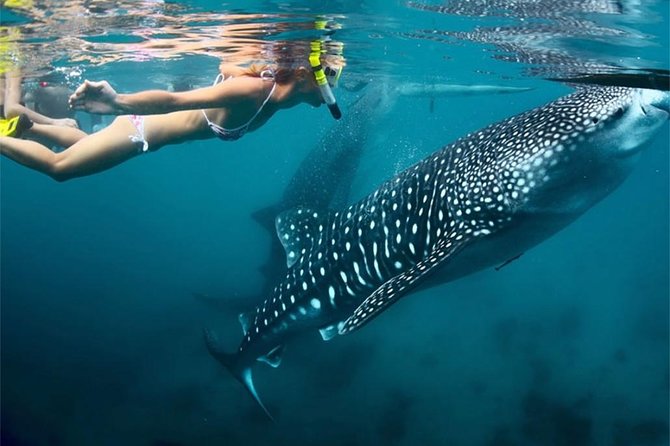 Whale Shark & Tumalog Falls & Sumilon Sandbar & Pescador Island with Sardines - Tumalog Falls, a short stop with a pretty payoff
