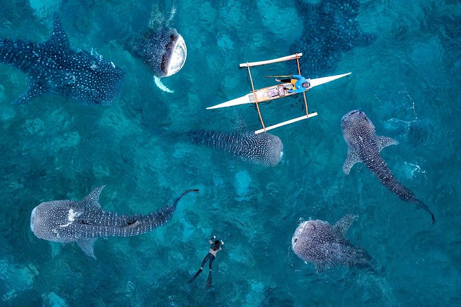 Whale Shark Watching & Tumalog Falls & Kawasan Falls - Meeting the whale sharks in Oslob