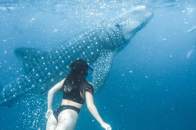 Whale Shark Watching & Tumalog Falls & Kawasan Falls - Booking details worth checking before you pay