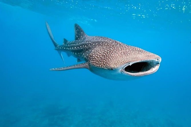 Whale Shark Watching with Sumilon Sandbar and Kawasan Falls Tour - Why this southern Cebu day is worth considering
