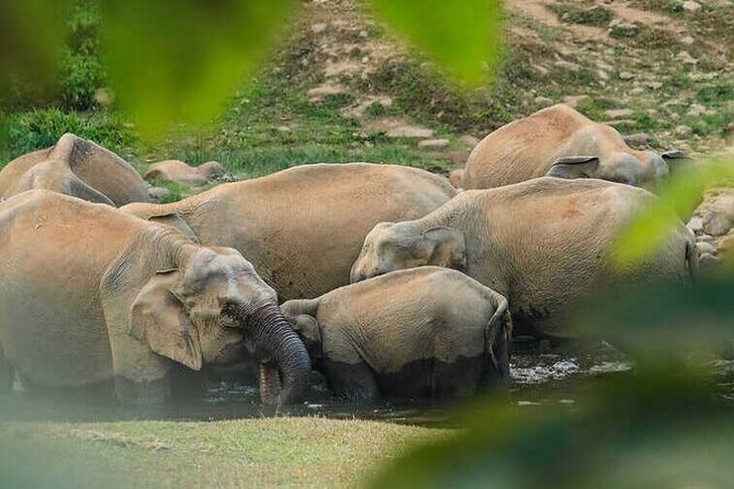 Wild Elephant Anakulam & Waterfalls Tour(munnar valley Trekking) - Key points to know before booking