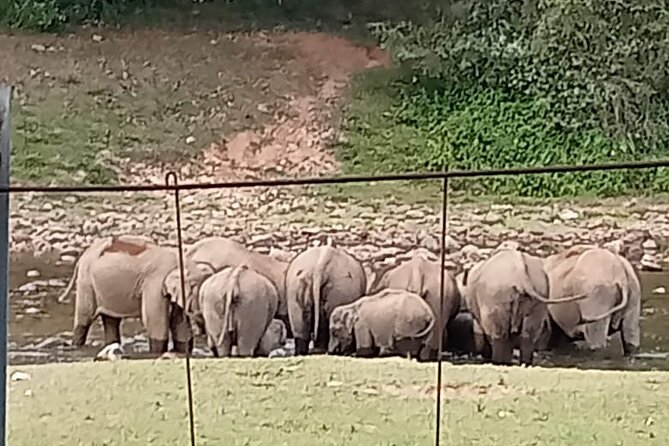 Wild Elephant Anakulam & Waterfalls Tour(munnar valley Trekking) - The Letchmi photo point