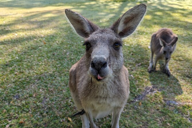 Wilderness, Waterfalls, Three Sisters BLUE MOUNTAINS PRIVATE TOUR - Leura, Katoomba, and small-town pauses