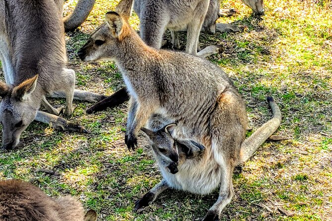 Wildlife, Waterfalls and Wine Day Tour from Sydney - Why the small group matters on an 11-hour day